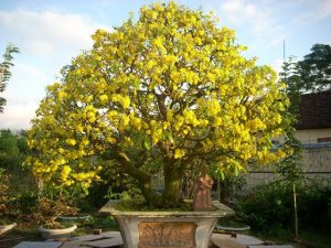 Cây mai trồng chậu