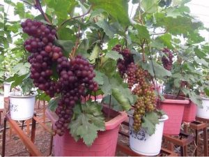 Cây nho trồng trong chậu