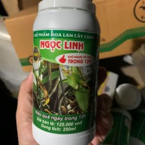 Chế phẩm Ngọc Linh trị thối nhũn