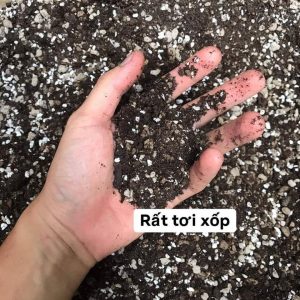Đất trồng sen đá soil mix