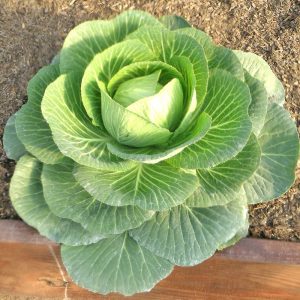 Hạt giống bắp cải