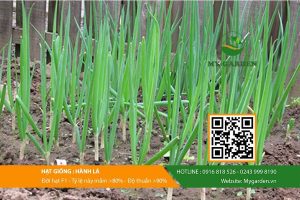 Hạt giống hành lá