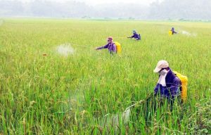 Lưu ý khi phun thuốc trừ sâu lân hữu cơ