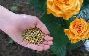 Phân bón cho hoa hồng