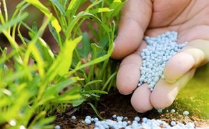 Phân bón hữu cơ đầu trâu