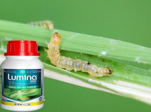 Thuốc trừ sâu cuốn lá