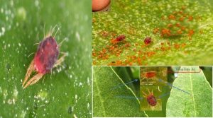 thuoc-diet-con-trung-cho-hoa-lan-1