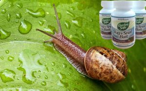 Thuốc diệt ốc cho lan