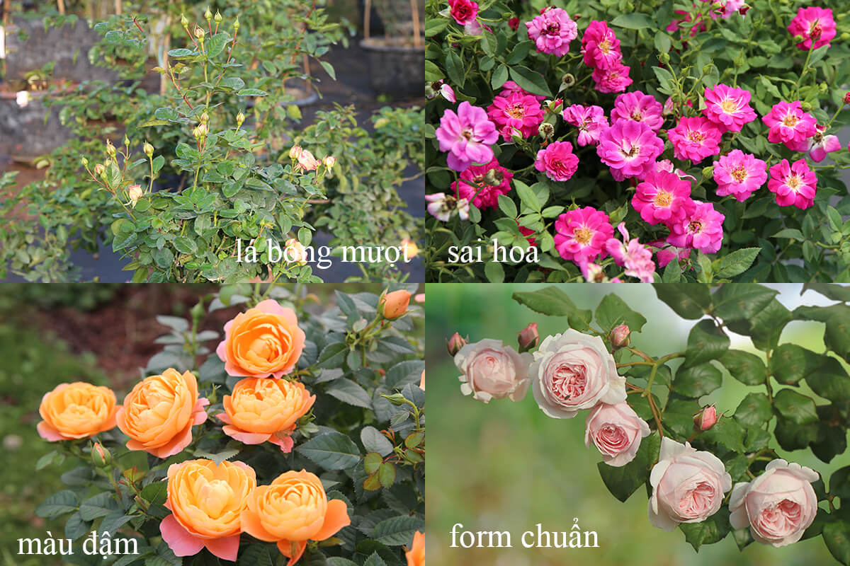 Phun thuốc trừ sâu cho hoa hồng mang lại rất nhiều tác dụng khác nhau