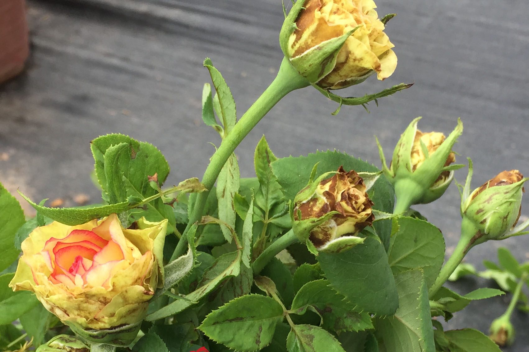 Cách làm thuốc trừ sâu sinh học cho hoa hồng tự chế từ tỏi