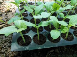 Trồng bí từ hạt giống bí ngồi