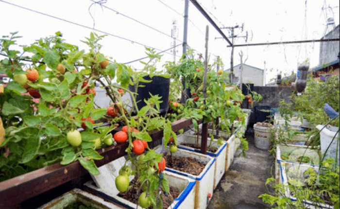 cách trồng cà chua tại nhà