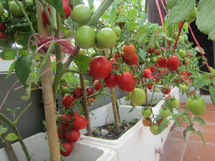 cách trồng cà chua tại nahf hiệu quả