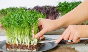 Trồng hạt giống rau mầm tại nhà
