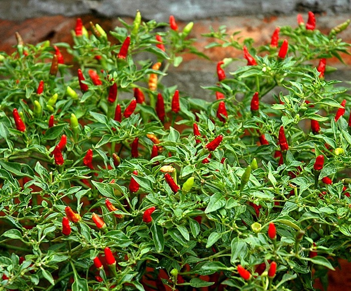 cách trồng ớt đơn giản tại nhà