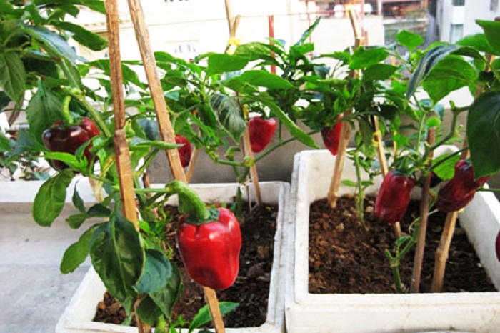 bí quyết trồng ớt tại nhà