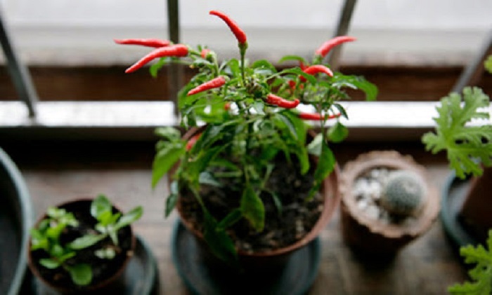 cách trồng ớt hiệu quả tại nhà