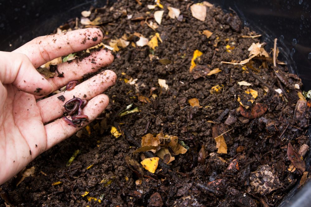 Lựa chọn ra rác thải hữu cơ dùng để chế biến ra phân bón hữu cơ cho cây trồng
